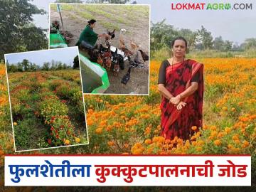 Farmer Success Story : फुलशेतीतून लाखोंचं उत्पन्न, जोडीला कुक्कुटपालन, महिला शेतकऱ्याची कमाल  - Marathi News | Latest News Women Farmer Success Story female farmer's poultry farming business along with floriculture in bhandara district | Latest News at Lokmat.com