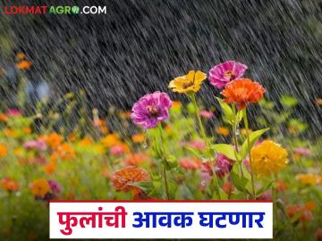 Ful Market : फुलशेती पाण्यात, दसरा, दिवाळीत आवक घटणार, सध्याचे दर काय आहेत?  - Marathi News | Latest news Ful market arrivals will decrease during Dussehra and Diwali,see flowers market | Latest News at Lokmat.com