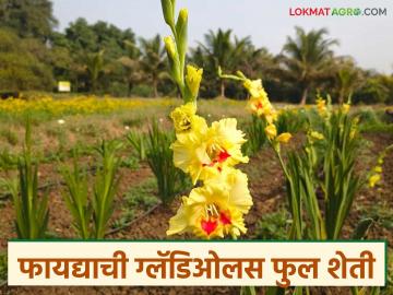 75 दिवसांत उत्पन्न देणारी ग्लॅडिओलस फुलशेती, हेक्टरी अडीच लाख फुलदांड्यांचे उत्पादन, भावही चांगला - Marathi News | Latest News Gladiolus flower cultivation that yields in 75 days, production of 2.5 lakh flower stalks per hectare | Latest News at Lokmat.com 75 दिवसांत उत्पन्न देणारी ग्लॅडिओलस फुलशेती, हेक्टरी अडीच लाख फुलदांड्यांचे उत्पादन, भावही चांगला - Marathi News | Latest News Gladiolus flower cultivation that yields in 75 days, production of 2.5 lakh flower stalks per hectare | Latest News at Lokmat.com