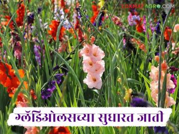 Gladiolus Flower : ग्लॅडिओलस फुलाच्या अधिक उत्पन्न मिळवून देणाऱ्या जाती कोणत्या, वाचा सविस्तर  - Marathi News | Latest News floriculture Which varieties of gladiolus flower yield more, read in detail | Latest News at Lokmat.com