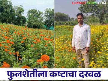 Zendu Farming : फुलशेतीने संसार सावरला, हार विक्रीतून महिन्यात 'इतके' रुपये कमाई, वाचा सविस्तर  - Marathi News | Latest News Earning 30 thousand rupees per month from selling zendu har fule, read in detail | Latest News at Lokmat.com