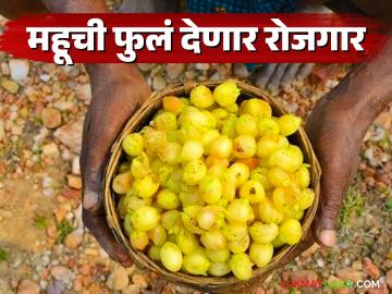 12 एकर शेतात महूच्या फुलांच्या 5 प्रजाती विकसित, आता आदिवासी ब्रँड तयार होणार  - Marathi News | Latest news Mahuchi fule 5 species of Mhow flowers developed in 12 acres of field, now tribal brand will be created | Latest News at Lokmat.com