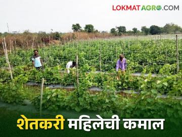 Agri Success Story : एका वर्षात तीन पिके; 9 लाखांचे उत्पादन, गडचिरोलीच्या शेतकरी महिलेची कमाल - Marathi News | latest News success story of farmer woman with B.Sc agri in Gadchiroli district | Latest News at Lokmat.com