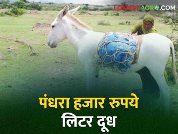 ऐकावे ते नवलच! आखाडा बाळापुरात गाढविणीचे दूध पंधरा हजार रुपये लिटर - Marathi News | It's amazing to hear! Fifteen thousand rupees donkey milk in Akhara Balapur | Latest News at Lokmat.com ऐकावे ते नवलच! आखाडा बाळापुरात गाढविणीचे दूध पंधरा हजार रुपये लिटर - Marathi News | It's amazing to hear! Fifteen thousand rupees donkey milk in Akhara Balapur | Latest News at Lokmat.com