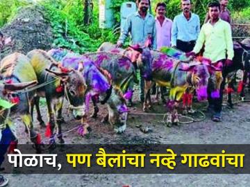 आज या ठिकाणी बैलांचा नव्हे तर गाढवांचा पोळा होणार साजरा - Marathi News | Pola is celebrating for donkeys in different way | Latest News at Lokmat.com