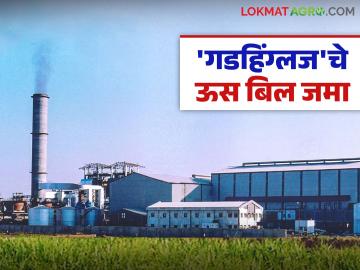 गडहिंग्लज साखर कारखान्याने १५ डिसेंबरपर्यंतचे ऊस बिल केले जमा; एकरकमी किती दिला दर? - Marathi News | Gadhinglaj Sugar Factory has deposited the sugarcane bill till December 15; How much was the lump sum payment? | Latest News at Lokmat.com