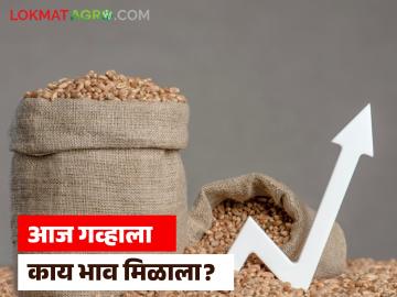 शरबती गव्हाला क्विंटलमागे काय दर मिळतोय, वाचा जिल्हानिहाय आजचे गहू बाजारभाव - Marathi News | Latest news price per quintal of Sharbati wheat, read today's district-wise wheat market price | Latest News at Lokmat.com शरबती गव्हाला क्विंटलमागे काय दर मिळतोय, वाचा जिल्हानिहाय आजचे गहू बाजारभाव - Marathi News | Latest news price per quintal of Sharbati wheat, read today's district-wise wheat market price | Latest News at Lokmat.com