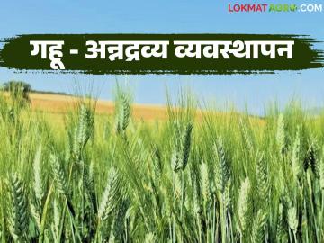 गहू फुटवे वाढीसाठी जबरदस्त फॉर्म्युला, असे करा अन्नद्रव्य व्यवस्थापन, वाचा सविस्तर  - Marathi News | Latest News Wheat Crop Management Amazing formula for wheat sprout growth read in detail | Latest News at Lokmat.com