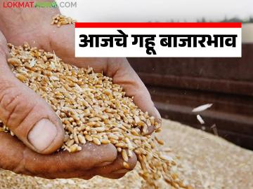 Gahu Bajarbhav : शरबती गहू झाला 'हॉट'; सामान्य गव्हाचे दर मात्र दबावात - Marathi News | latest news Gahu Bajarbhav: Sharbati wheat has become 'hot'; However, the prices of normal wheat are under pressure | Latest market-yard News at Lokmat.com