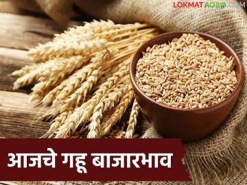 Gahu Bajarbhav : गव्हाला ५,२०० पर्यंत भाव; पण 'या' बाजारात दर कोसळले - Marathi News | latest news Gahu Bajarbhav: Wheat prices up to 5,200; but prices have fallen in 'this' market | Latest News at Lokmat.com