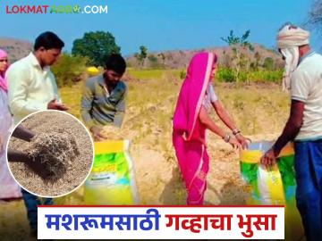 Wheat Harvesting : मशरूम शेतीसाठी गव्हाचा भुसा उपयुक्त, कसा ठरतोय फायदेशीर? - Marathi News | Latest News Gahu bhusa Wheat straw is the option for mushroom farming, read in detail | Latest News at Lokmat.com