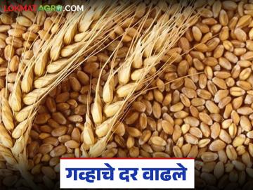 अवकाळी पावसामुळे गव्हाच्या दरात वाढ; वाचा लोकवन गव्हाला क्विंटलमागे काय मिळतोय दर? - Marathi News | Wheat prices increase due to unseasonal rains; Read What is the price per quintal of Lokvan wheat? | Latest News at Lokmat.com अवकाळी पावसामुळे गव्हाच्या दरात वाढ; वाचा लोकवन गव्हाला क्विंटलमागे काय मिळतोय दर? - Marathi News | Wheat prices increase due to unseasonal rains; Read What is the price per quintal of Lokvan wheat? | Latest News at Lokmat.com