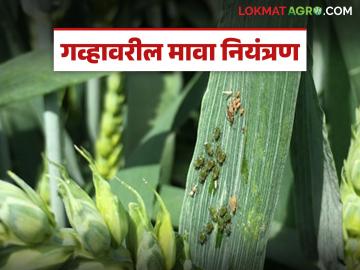 Wheat Crop Management : गहू पिकावरील मावा किडीच्या नियंत्रणासाठी 'या' उपाययोजना हमखास करा - Marathi News | Latest news gahu farming Ensure these measures to control aphids on wheat crops | Latest News at Lokmat.com Wheat Crop Management : गहू पिकावरील मावा किडीच्या नियंत्रणासाठी 'या' उपाययोजना हमखास करा - Marathi News | Latest news gahu farming Ensure these measures to control aphids on wheat crops | Latest News at Lokmat.com