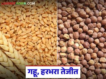 गहू व हरभरा 'ह्या' दराच्या खाली खरेदी केला तर व्यापाऱ्यांवर होणार कारवाई; जाणून घ्या सविस्तर - Marathi News | Action will be taken against traders if wheat and gram are purchased below 'this' price; Read today's wheat and gram prices | Latest News at Lokmat.com