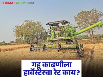 गहू काढणीला मजुरांना चार दिवस तर हार्वेस्टरकडून चार तासांत काम पूर्ण, एकरी रेट कसा आहे? - Marathi News | Latest News cost of a harvester per acre for wheat harvesting is Rs. 2.5 to 3 thousand. | Latest News at Lokmat.com गहू काढणीला मजुरांना चार दिवस तर हार्वेस्टरकडून चार तासांत काम पूर्ण, एकरी रेट कसा आहे? - Marathi News | Latest News cost of a harvester per acre for wheat harvesting is Rs. 2.5 to 3 thousand. | Latest News at Lokmat.com