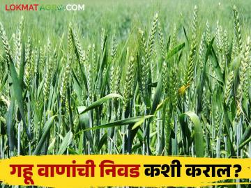 Gahu Lagwad : पेरणीच्या कालावधीनुसार कशी कराल गव्हाच्या वाणांची निवड - Marathi News | Gahu Lagwad : How to choose wheat varieties according to sowing period | Latest News at Lokmat.com