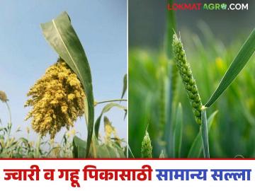 Gahu, Jwari Crop : ज्वारी अन् गहू पिकाची दाणे भरण्याची अवस्था, अशी घ्या काळजी, वाचा सविस्तर  - Marathi News | Latest News Gahu, Jwari Crop management Grain filling stage of jowar and wheat crop read in detail | Latest News at Lokmat.com