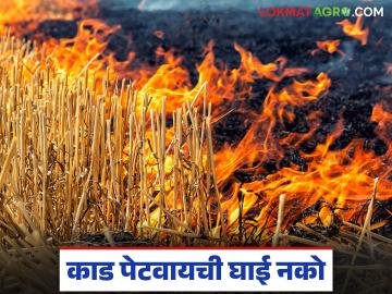 गहू मळणीनंतर काड पेटविण्याची घाई नको; अति उतावीळपणा असा येऊ शकतो अंगलट - Marathi News | Don't be in a hurry to light the fire after threshing wheat; being too hasty can backfire | Latest News at Lokmat.com