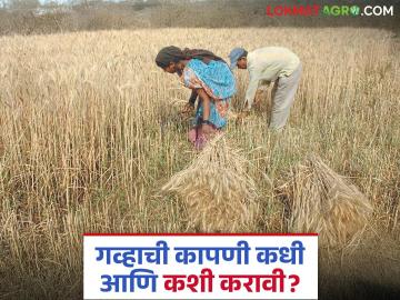 Gahu Kadhani : गव्हाचे उत्पादन टिकवण्यासाठी काढणीवेळी हे सूत्र लक्षात ठेवा? वाचा सविस्तर  - Marathi News | latest News Gahu Kadhani Remember this formula during harvesting wheat production Read in detail | Latest News at Lokmat.com