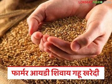 Gahu Kharedi : गहू खरेदीत मोठा दिलासा, फार्मर आयडीशिवाय MSP दराने विक्री करता येईल, वाचा सविस्तर - Marathi News | Latest News Gahu Kharedi can be sold at MSP rate without Farmer ID in up, read in detail | Latest News at Lokmat.com Gahu Kharedi : गहू खरेदीत मोठा दिलासा, फार्मर आयडीशिवाय MSP दराने विक्री करता येईल, वाचा सविस्तर - Marathi News | Latest News Gahu Kharedi can be sold at MSP rate without Farmer ID in up, read in detail | Latest News at Lokmat.com