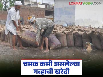 Gahu Kharedi : 70 टक्क्यांपर्यंत चमक कमी झालेला गहूदेखील सरकारकडून खरेदी केला जाईल, वाचा सविस्तर  - Marathi News | Latest news Wheat with luster loss of up to 70 percent will also be purchased by government, read in detail | Latest market-yard News at Lokmat.com