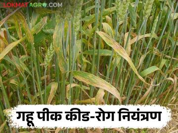 Wheat Crop Management : गहू पिकावरील करपा रोगासह किडींचे नियंत्रण कसे करावे? जाणून घ्या सविस्तर  - Marathi News | Latest News Wheat Crop Management How to control pests including carp disease on wheat crop Know in detail  | Latest News at Lokmat.com