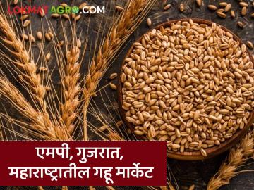Gahu Market : एमपी, गुजरात, महाराष्ट्रात गव्हाचे दर कसे आहेत? जाणून घ्या सविस्तर - Marathi News | Latest News gahu market see wheat prices in MP, Gujarat, Maharashtra Know in detail | Latest News at Lokmat.com Gahu Market : एमपी, गुजरात, महाराष्ट्रात गव्हाचे दर कसे आहेत? जाणून घ्या सविस्तर - Marathi News | Latest News gahu market see wheat prices in MP, Gujarat, Maharashtra Know in detail | Latest News at Lokmat.com