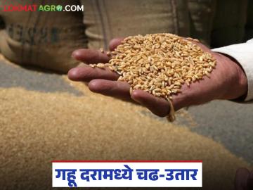 Gahu Market Price: गव्हाचे दर 300 ते 400 रुपयांनी घसरले, दर कधीपर्यंत सुधारतील, आजचा मार्केट बाजारभाव - Marathi News | Latest news Wheat prices have fallen by Rs 300 to 400 ruppees see todays market prices | Latest News at Lokmat.com