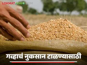 Gahu Sathvanuk : गहू दीर्घकाळ टिकवून ठेवण्यासाठी ‘या’ टिप्स नक्की ट्राय करा, वाचा सविस्तर  - Marathi News | Latest News Gahu Sathavnuk To preserve wheat for a long time, definitely try these tips, read in detail | Latest News at Lokmat.com