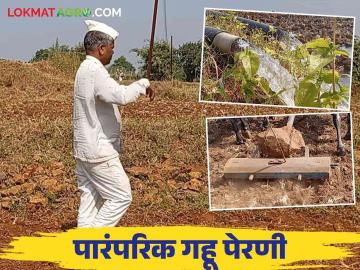 Wheat Sowing : पारंपरिक गहू पेरणी कशी केली जाते? जाणून घ्या सविस्तर  - Marathi News | Latest News Wheat Sowing How is traditional wheat sowing done Know in detail  | Latest News at Lokmat.com