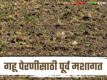 Wheat Farming : गहू पेरणीसाठी पूर्व मशागत, बियाणे निवड ते बीजप्रक्रियेचे महत्व, वाचा सविस्तर  - Marathi News | Latest News Wheat Farming Importance of pre-cultivation, seed selection to seeding process for sowing wheat, read in detail  | Latest News at Lokmat.com