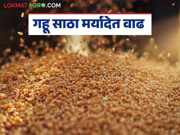 Agriculture News : केंद्राने गव्हाच्या साठ्याच्या मर्यादेत केली सुधारणा, जाणून घ्या सविस्तर  - Marathi News | Latest news Agriculture News Center revises wheat stock limit, know details | Latest News at Lokmat.com