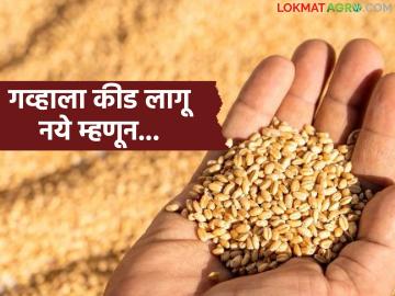 गहू साठवणूक करण्यापूर्वी हे करा, वर्षभर गव्हाला कीड लागणार नाही, वाचा पाच प्रभावी उपाय