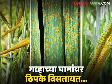 ढगाळ हवामानामुळे गहू पिकावर येवू शकतो 'हा' रोग; लक्षणे दिसताच त्वरित करा अशी फवारणी - Marathi News | Cloudy weather can cause this disease to affect wheat crops; Spray immediately as soon as symptoms appear | Latest News at Lokmat.com