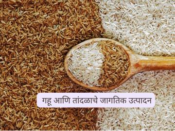 यावर्षी गहू आणि तांदळाचे जागतिक उत्पादन किती असेल? जाणून घ्या सविस्तर - Marathi News | Latest news gahu Tandul Utpadan global production of wheat and rice this year Know in detail | Latest News at Lokmat.com यावर्षी गहू आणि तांदळाचे जागतिक उत्पादन किती असेल? जाणून घ्या सविस्तर - Marathi News | Latest news gahu Tandul Utpadan global production of wheat and rice this year Know in detail | Latest News at Lokmat.com