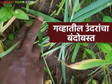 गव्हात एकही उंदीर दिसणार नाही, फक्त हे तीन उपाय करा, बंदोबस्त झालाच म्हणून समजा! - Marathi News | Latest News gahu Pik Undir bandobast Effective measures for rat control in wheat crop | Latest News at Lokmat.com