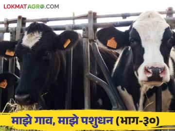 Livestock Management : गाई म्हशीतील असंसर्गजन्य गर्भपात कशामुळे होतो आणि तो कसा टाळावा? वाचा सविस्तर - Marathi News | What causes non-communicable abortion in cows and buffaloes and how can it be prevented? Read in detail | Latest News at Lokmat.com