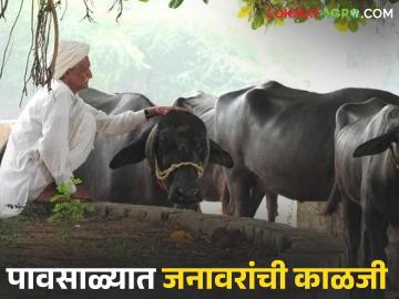 Animal Care In Rainy : पावसाळ्यात जनावरे आजारी पडू नये, म्हणून 'हे' 6 उपाय नक्की करा! - Marathi News | Latest News Animal Care In Rainy To prevent animals from getting sick during the monsoon see details | Latest News at Lokmat.com