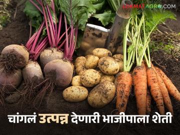 Vegetable Farmning : नोव्हेंबरमध्ये चार भाज्यांची लागवड करा, कमी दिवसांत चांगलं उत्पन्न मिळेल - Marathi News | Latest News Plant four vegetables in November that give higher yields in fewer days | Latest News at Lokmat.com Vegetable Farmning : नोव्हेंबरमध्ये चार भाज्यांची लागवड करा, कमी दिवसांत चांगलं उत्पन्न मिळेल - Marathi News | Latest News Plant four vegetables in November that give higher yields in fewer days | Latest News at Lokmat.com