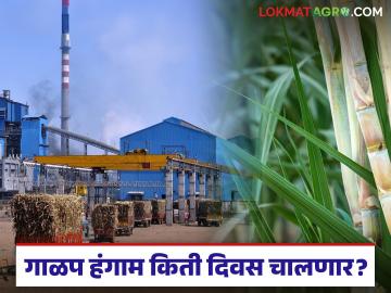 राज्यातील साखर हंगाम अंतिम टप्प्यात; कोणत्या विभागाने केले सर्वाधिक ऊस गाळप व साखर उत्पादन - Marathi News | Sugar season in the state is in its final stage; Which department produced the most sugarcane crushing and sugar production? | Latest News at Lokmat.com