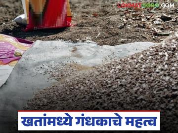 दुय्यम स्वरूपाच्या अन्नद्रव्यात पिकांसाठी गंधक का द्यावे? काय आहेत फायदे? वाचा थोडक्यात - Marathi News | Why should we provide sulfur to crops as a secondary nutrient? What are the benefits? Read in brief | Latest News at Lokmat.com