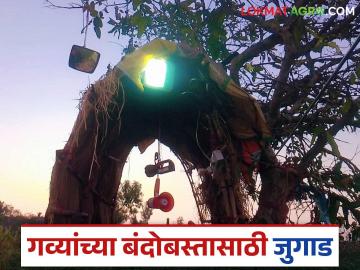 गव्यांच्या तावडीतून पिक वाचविण्यासाठी गेले सात वर्ष हा शेतकरी करतोय असे जुगाड; वाचा सविस्तर - Marathi News | This farmer has been doing this trick for the last seven years to save his crop from the gaur wild animal; Read in detail | Latest News at Lokmat.com