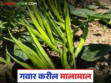 उन्हाळ्यात कमी खर्चात येणारे 'हे' भाजीपाला पिक मिळवून देते भरपूर पैसा; कशी कराल लागवड? - Marathi News | This low-cost vegetable crop in summer brings in a lot of money; How to plant it? | Latest smart-farming News at Lokmat.com