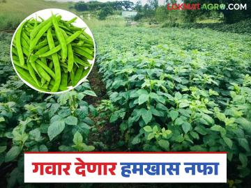 Gavara Farming: कमी पाणी, हलकी जमीन तरी गवारीला किलोला चांगला 'भाव'; काय आहे कारण वाचा सविस्तर - Marathi News | Gavara Farming: latest news Despite less water and lighter soil, Gavara has a good 'price' per kilo; What is the reason? Read in detail | Latest News at Lokmat.com