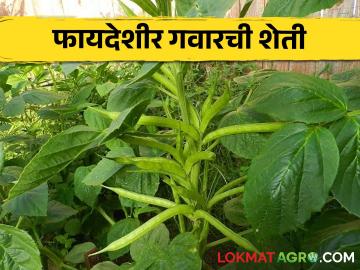 Gavar Farming : गवार शेतीसाठी हे वाण भरघोस उत्पन्न देणारे, येथून करा बियाण्यांची खरेदी  - Marathi News | Latest News gavar farming These varieties give high yields for guar farming, buy seeds from here | Latest News at Lokmat.com