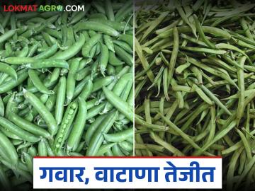 मंचर कृषी उत्पन्न बाजार समितीत गवार व वाटाणा दराने केली शंभरी पार; कसा मिळाला दर? - Marathi News | cluter bean and green pea prices crossed the 100 rs in Manchar Agricultural Produce Market Committee; How did the prices get there? | Latest News at Lokmat.com
