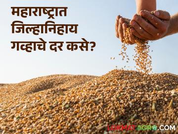 Gahu Market : महाराष्ट्रात कुठल्या जिल्ह्यात गव्हाला काय दर मिळतोय? वाचा सविस्तर - Marathi News | latest news Gahu Market See price of wheat in few district of Maharashtra Read in detail | Latest News at Lokmat.com Gahu Market : महाराष्ट्रात कुठल्या जिल्ह्यात गव्हाला काय दर मिळतोय? वाचा सविस्तर - Marathi News | latest news Gahu Market See price of wheat in few district of Maharashtra Read in detail | Latest News at Lokmat.com