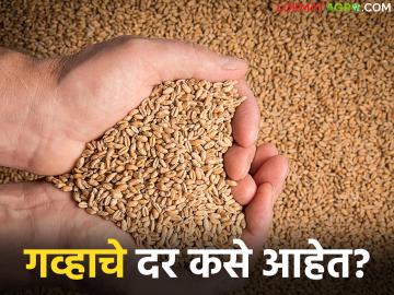 Gahu Market : कोणत्या गव्हाला चांगला दर मिळतोय, कुठून होतेय सर्वाधिक आवक, वाचा सविस्तर  - Marathi News | Latest news Gahu Market Which wheat is getting good price read in detail | Latest News at Lokmat.com