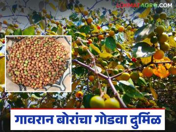 गावरान बोरांचा गोडवा झाला दुर्मिळ; शेतकऱ्यांना आता 'या' नवीन वाणांतून मिळतायत चांगले पैसे - Marathi News | The sweetness of gavran ber has become rare; farmers are now getting good money from 'these' new varieties | Latest News at Lokmat.com