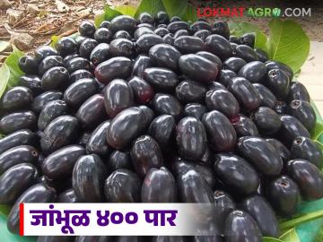 बहाडोली येण्या अगोदरच यंदा गावरान जांभळांनी खाल्ला भाव; वाचा प्रतिकिलो काय मिळतोय दर? - Marathi News | Even before the arrival of Bahadoli, the price of Gavran jambhal has gone up this year; Read what is the price per kg? | Latest News at Lokmat.com